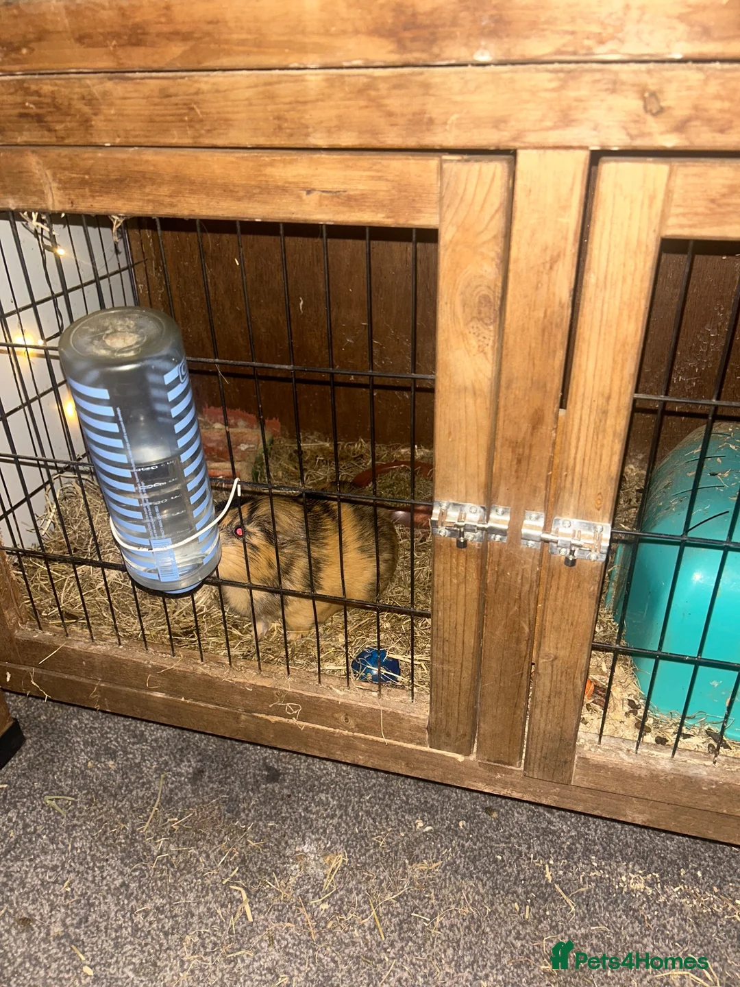Guinea Pig rodents for sale: Friendly guinea pigs in Basildon - Advert 1