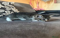 Mixed Breed cats for sale: Kittens - Image 10