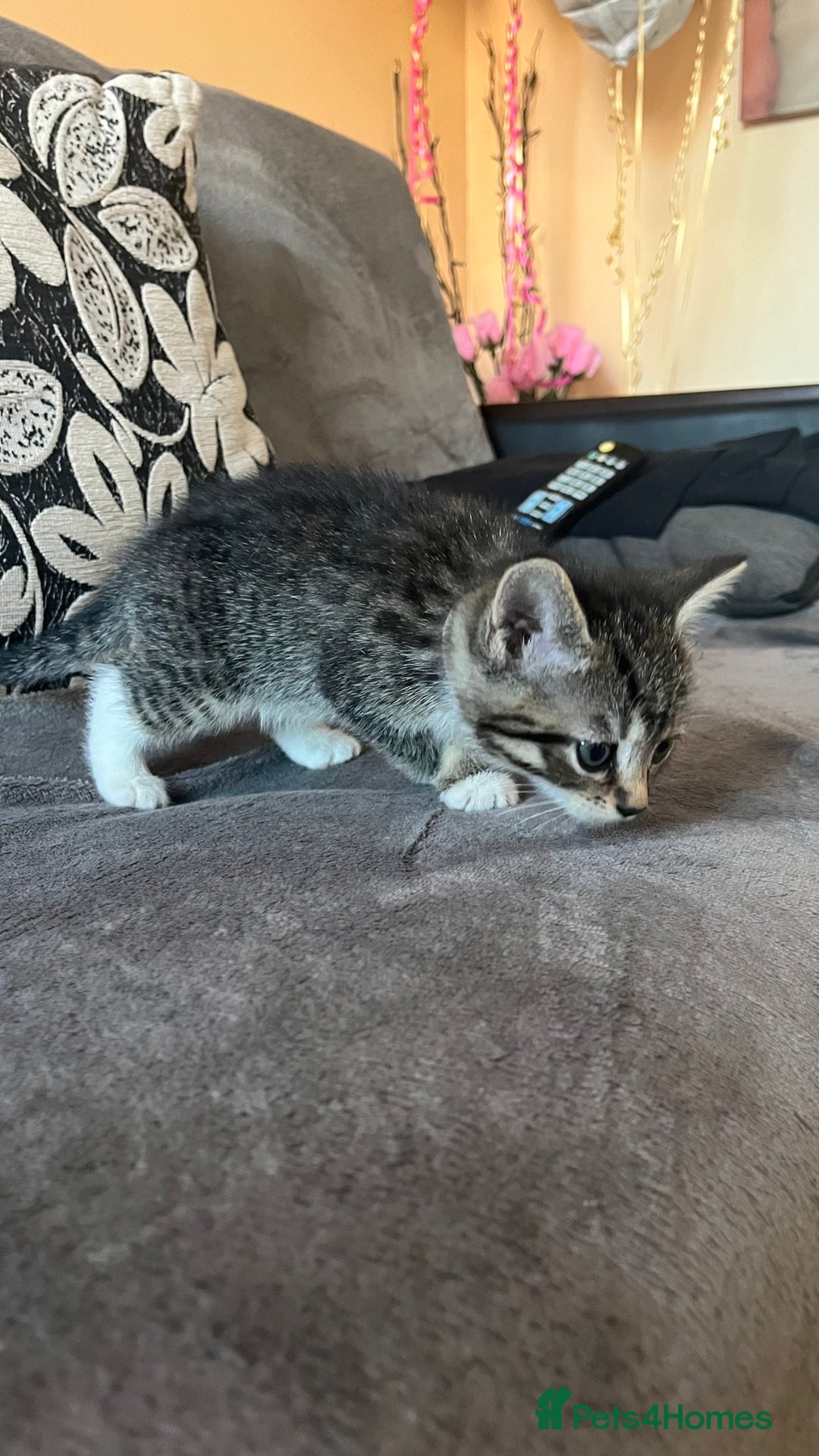 Mixed Breed cats for sale: Kittens - Image 10