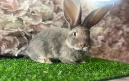 Continental Giant rabbits for sale: Pure continental giant - Image 3