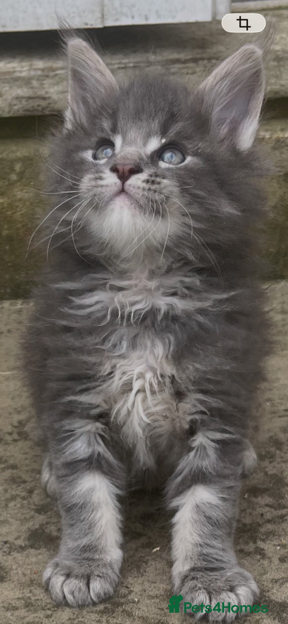 Maine Coon cats Pure breed Maine Coon silver tabby kitten - Advert 17