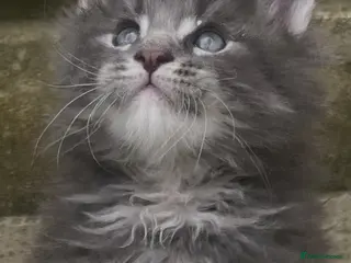 Maine Coon cats Pure breed Maine Coon silver tabby kitten - Advert 17