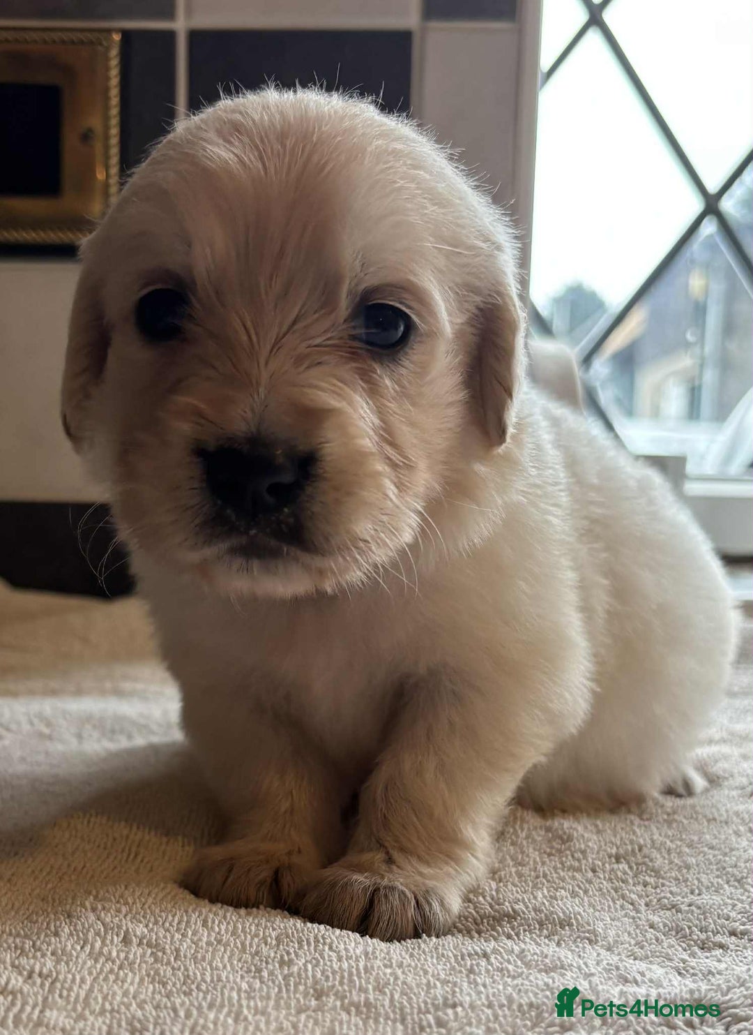 Golden Retriever dogs for sale: Stunning KC Golden Retriever puppies - Image 14