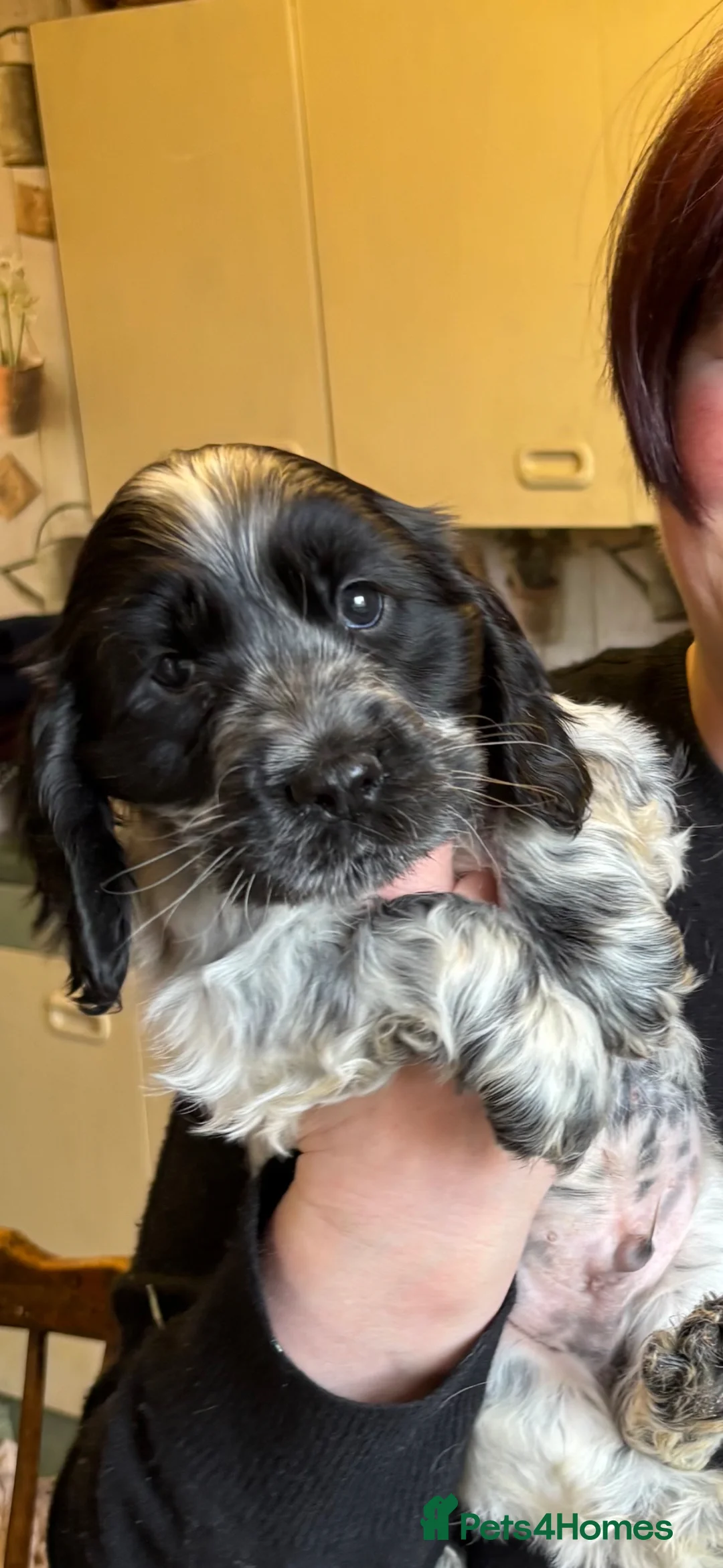 Cocker Spaniel dogs for sale: Show Cocker Spaniel Pups - Advert 1