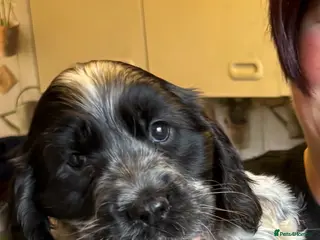 Cocker Spaniel dogs Show Cocker Spaniel Pups - Advert 2