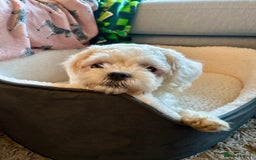 Zuchon dogs for sale: Lovely little Bichon x Shih Tzu aged 4  - Image 3