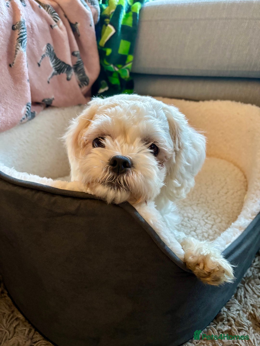 Zuchon dogs for sale: Lovely little Bichon x Shih Tzu aged 4  - Image 3