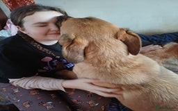 German Shepherd dogs for adoption: Sheila’s Story: Left Alone, Still Waiting for Love - Image 4