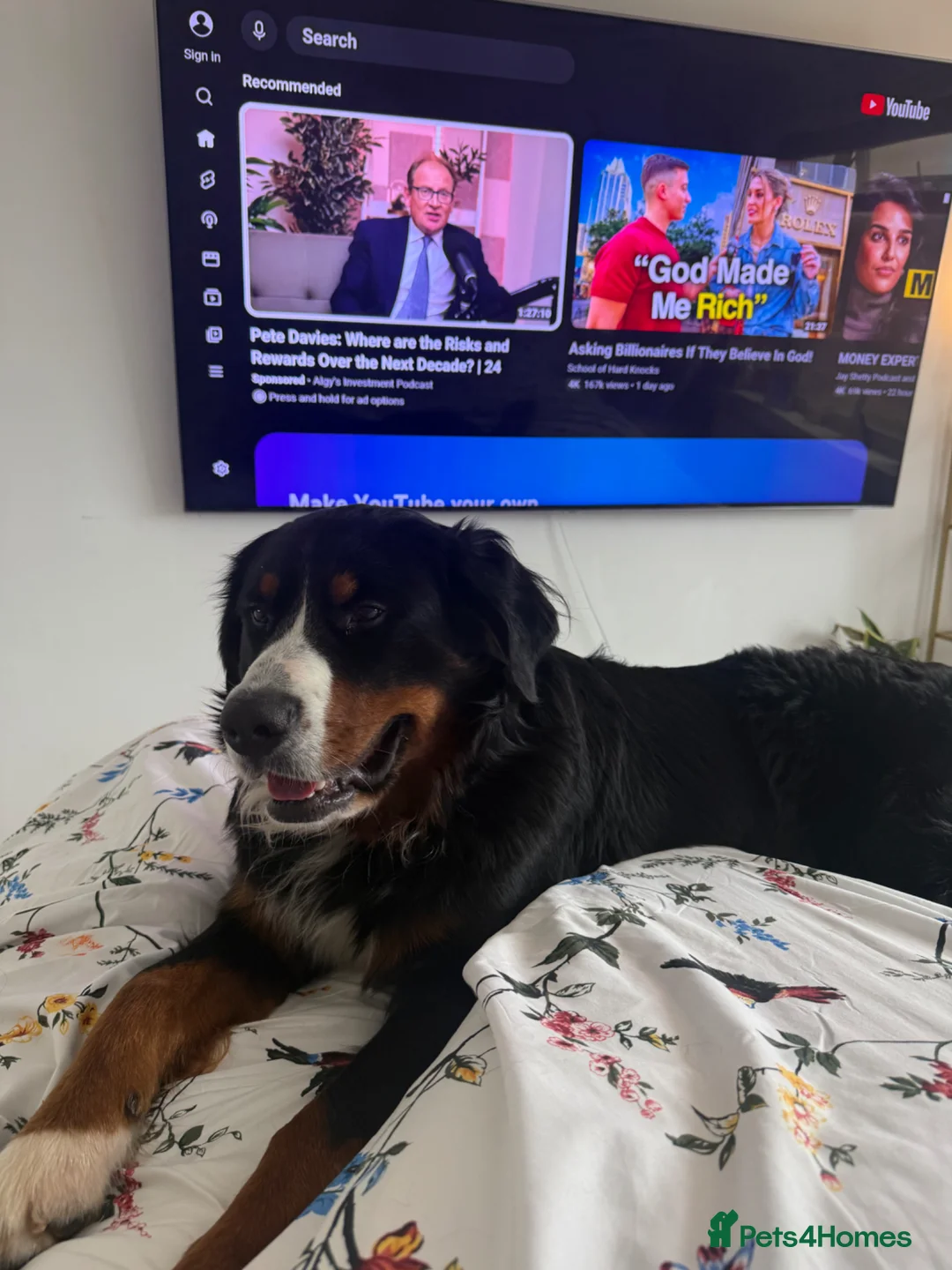 Bernese Mountain Dog dogs for stud: Outstanding Bernese Mountain Dog Stud  in Basingstoke - Advert 6