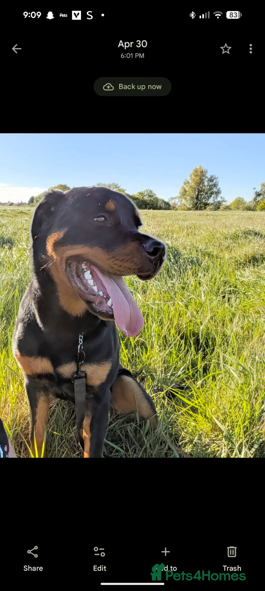 Rottweiler dogs for sale: 8 months old rottweiler male in Wednesbury - Advert 2