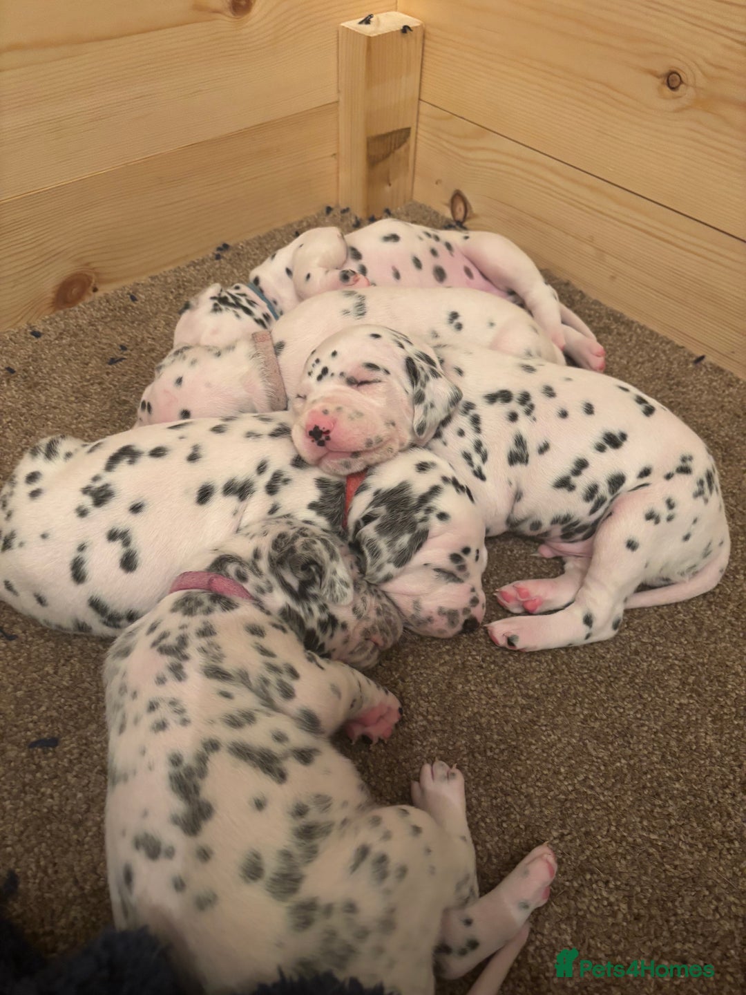Dalmatian dogs for sale: Dalmatian puppies litter of 5 - Image 1