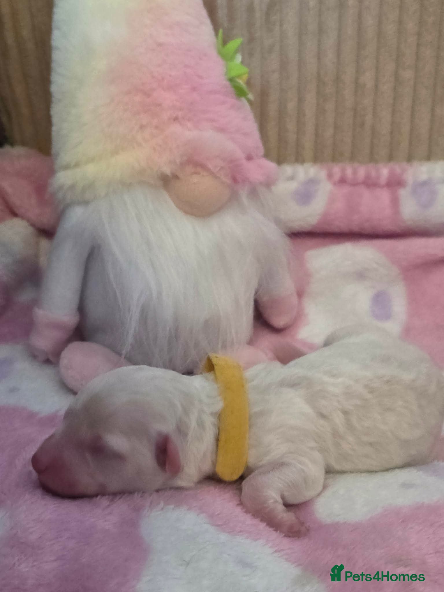 Maltipoo dogs Stunning maltipoos 💖 - Advert 2