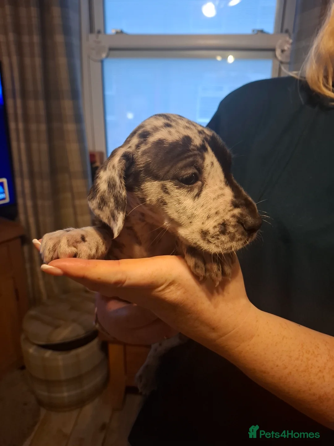 Great Dane dogs for sale: Great Dane puppies K.C Registered  - Advert 14