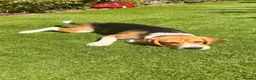 Beagle dogs for sale: Beagle puppy Archie in Pinner - Advert 7