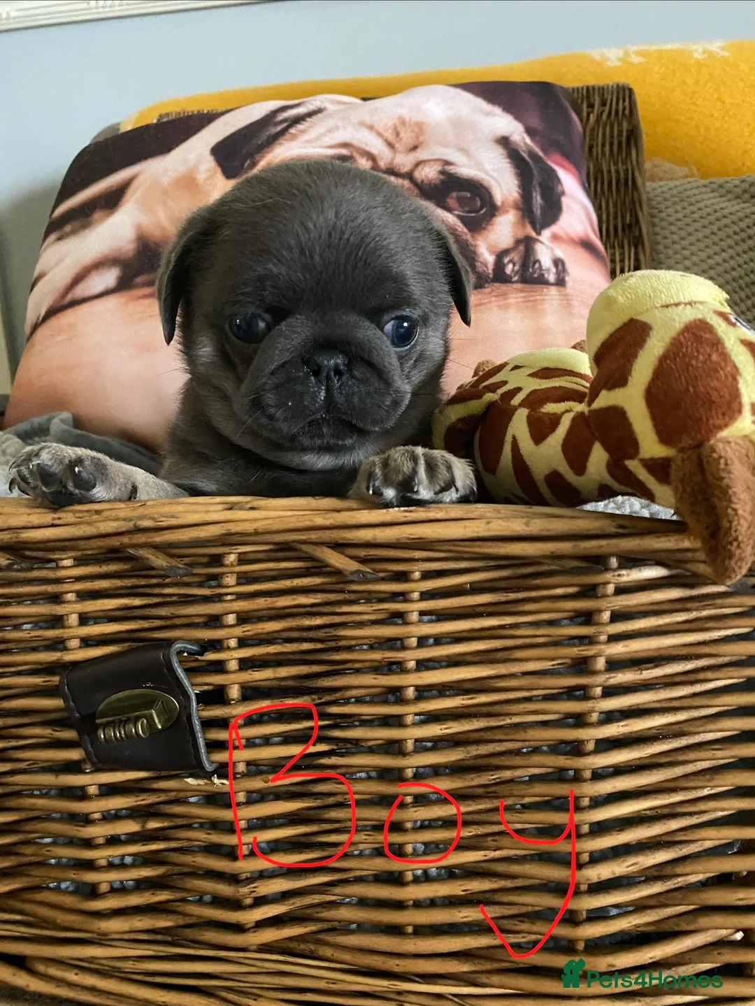 Pug dogs for sale: Gorgeous pug puppies health tested parents 🐶 - Advert 2