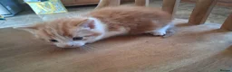 Mixed Breed cats for sale: Three beautiful mixed breed kittens. - Advert 5