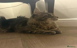 Maine Coon cats for sale: GCCF & TICA Reg Affectionate Maine Coon kittens - Image 39
