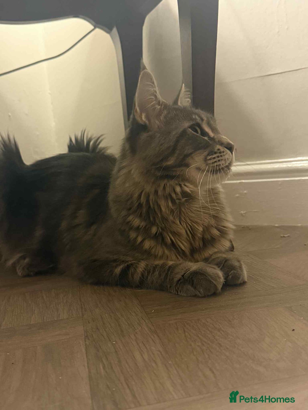 Maine Coon cats for sale: GCCF & TICA Reg Affectionate Maine Coon kittens - Image 39