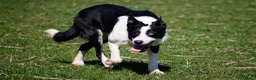 Border Collie dogs for sale: Border collies pups stop and have a look at these - Advert 10