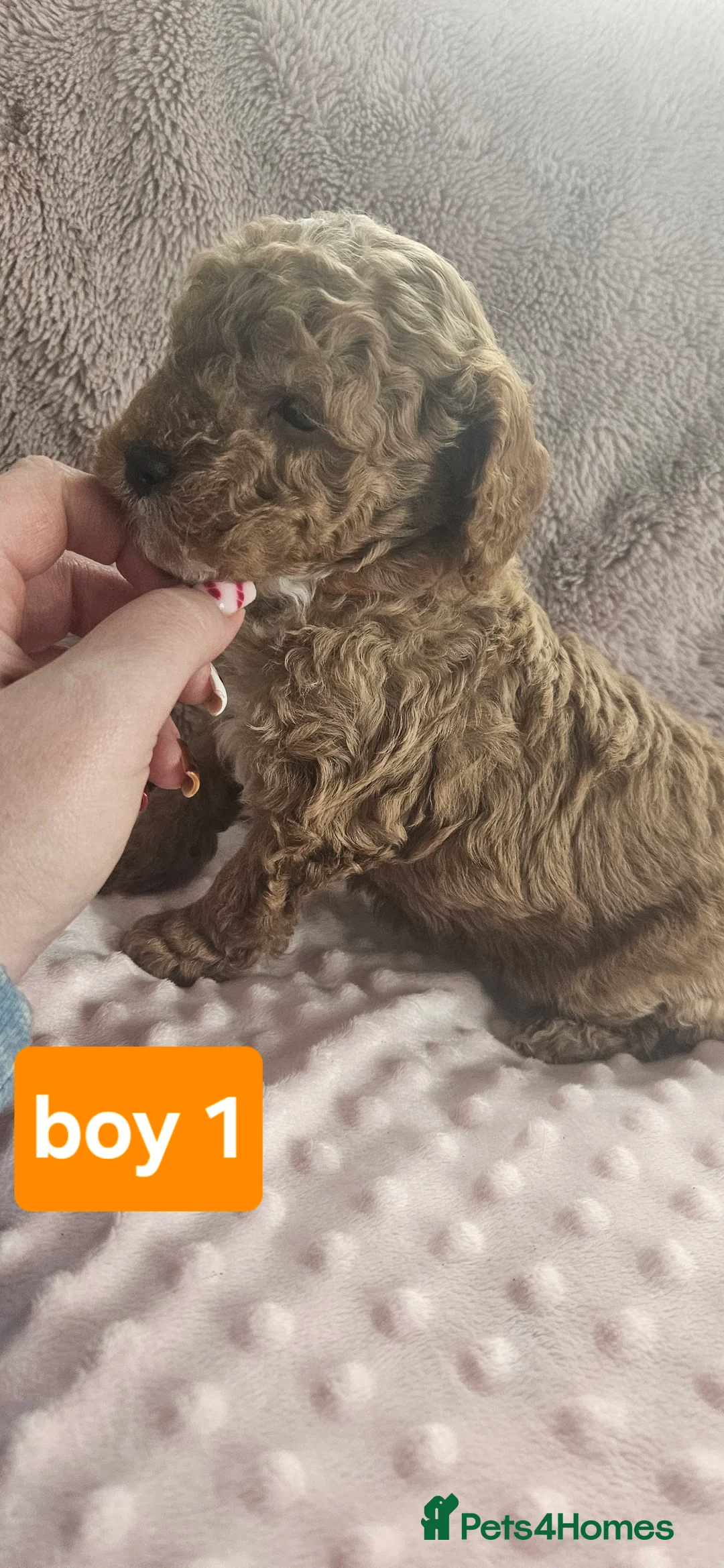 Cockapoo dogs for sale: 6 cockapoo puppies  - Advert 9