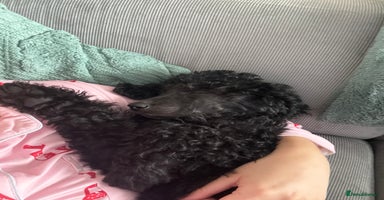 Standard Poodle dogs - Advert 7
