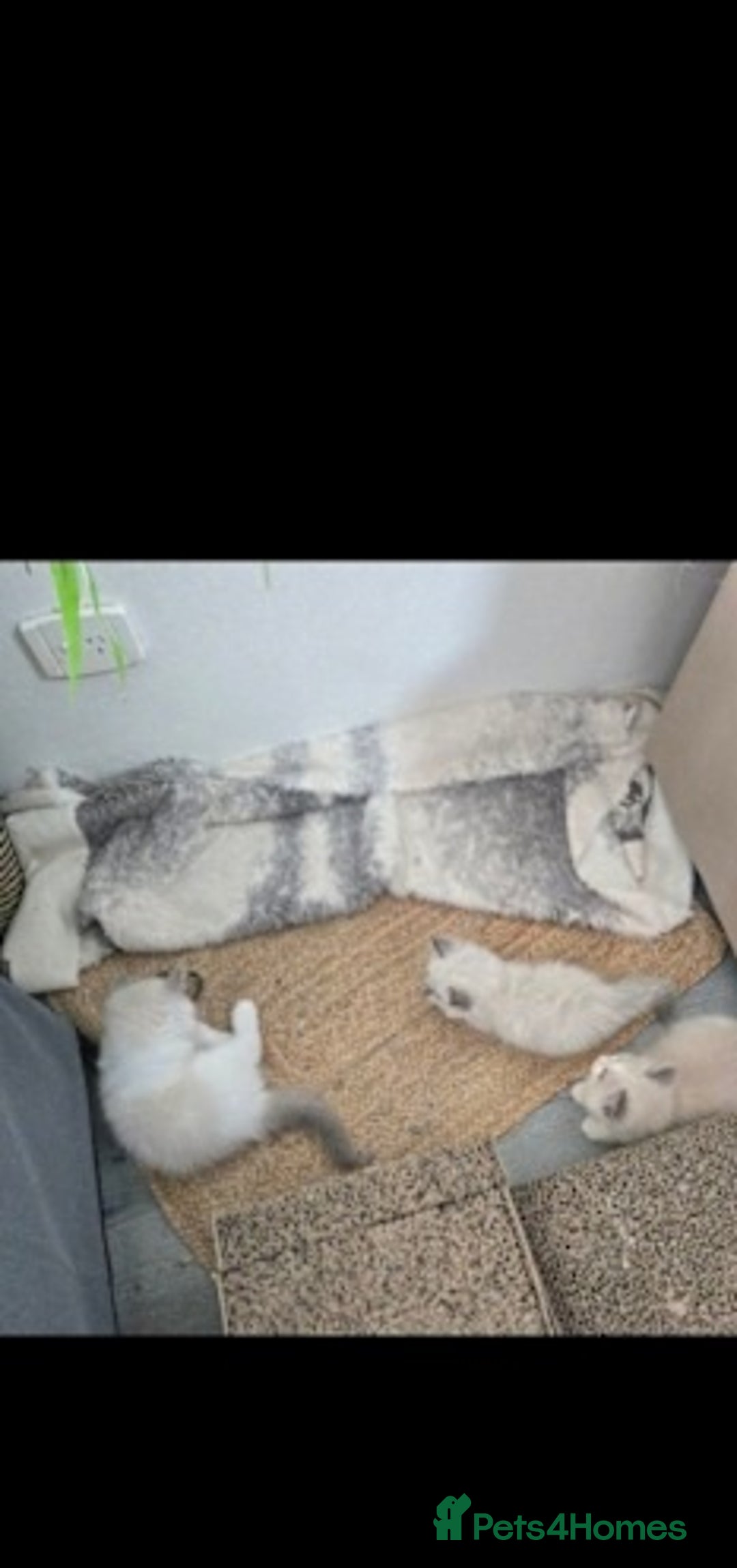 Ragdoll cats for sale: exclusive sweet Ragdolls kitties  - Image 4