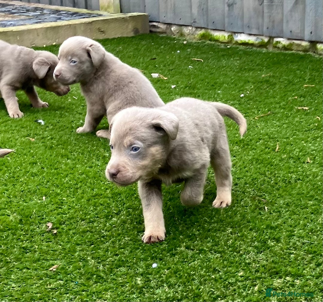 Labrador Retriever dogs for sale:  KC registered Silver and silver and tan labs  - Image 9