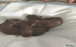 Cocker Spaniel dogs for sale: 7 beautiful cocker spaniels  - Image 6