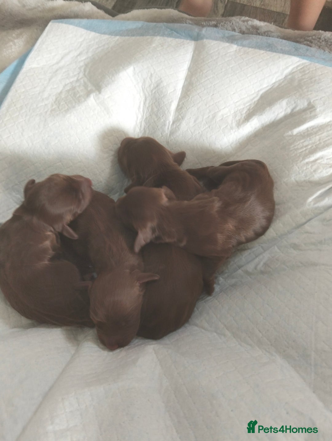 Cocker Spaniel dogs for sale: 7 beautiful cocker spaniels  - Image 6