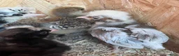 Mixed Breed poultry for sale: Ducks, ducklings, pullets, chicks - Advert 25