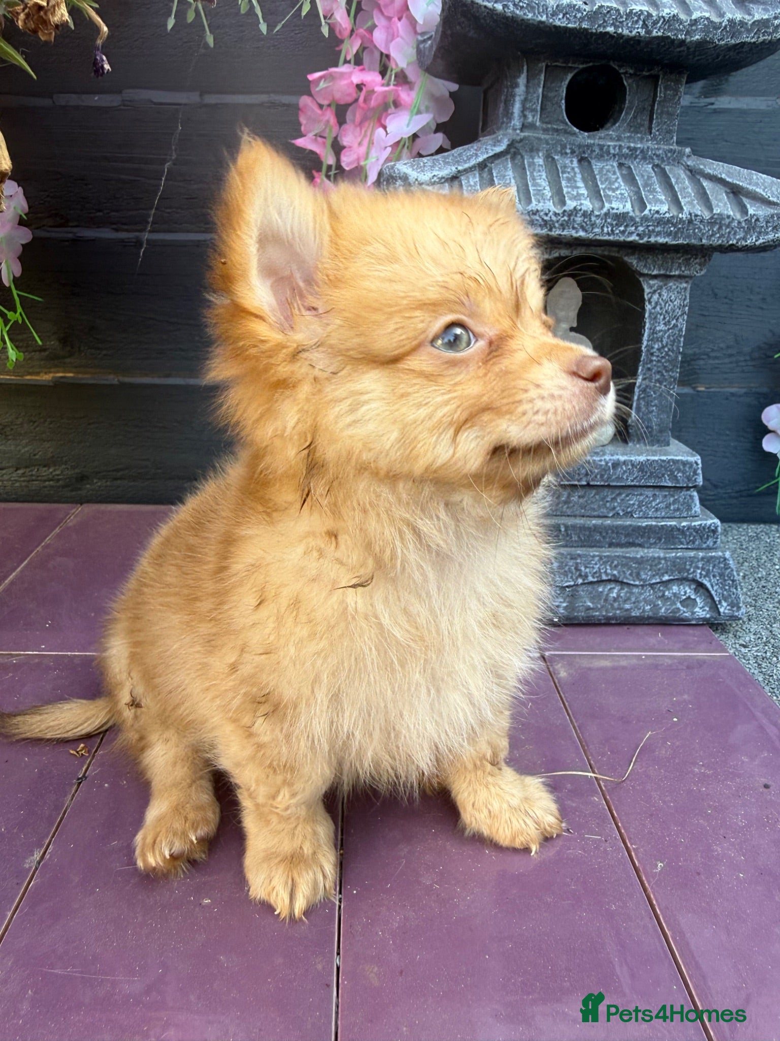 Pomchi dogs Rare green eyes loving Pomchi boys last two.  💗 - Advert 12