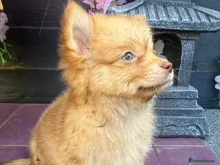 Pomchi dogs Rare green eyes loving Pomchi boys last two. 💗 - Advert 12