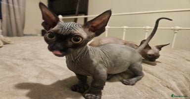 Sphynx cats - Advert 6