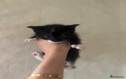 Mixed Breed cats for sale: Beautiful kittens - Image 10