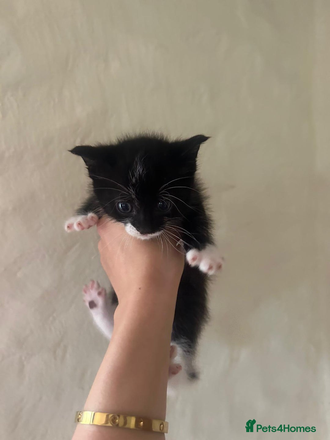 Mixed Breed cats for sale: Beautiful kittens - Image 10