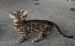 Bengal cats for sale: Well socialised bengal kittens - ready 21/12/25 - Advert 27