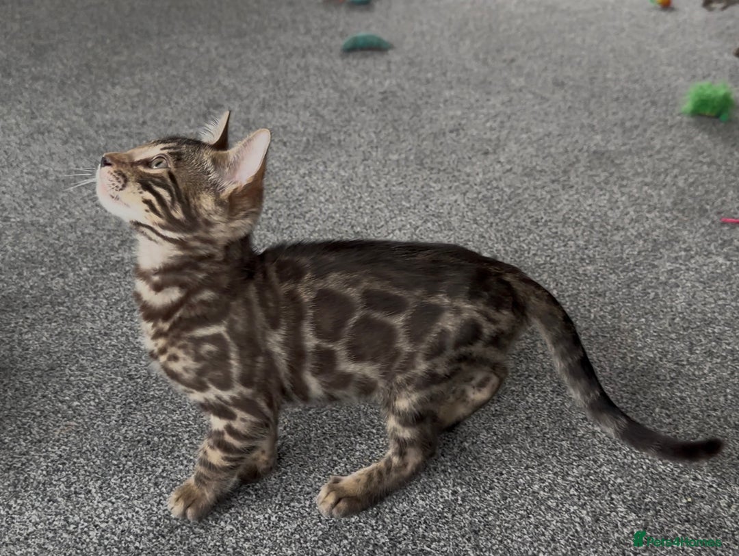 Bengal cats for sale: Well socialised bengal kittens - ready 21/12/25 - Advert 27