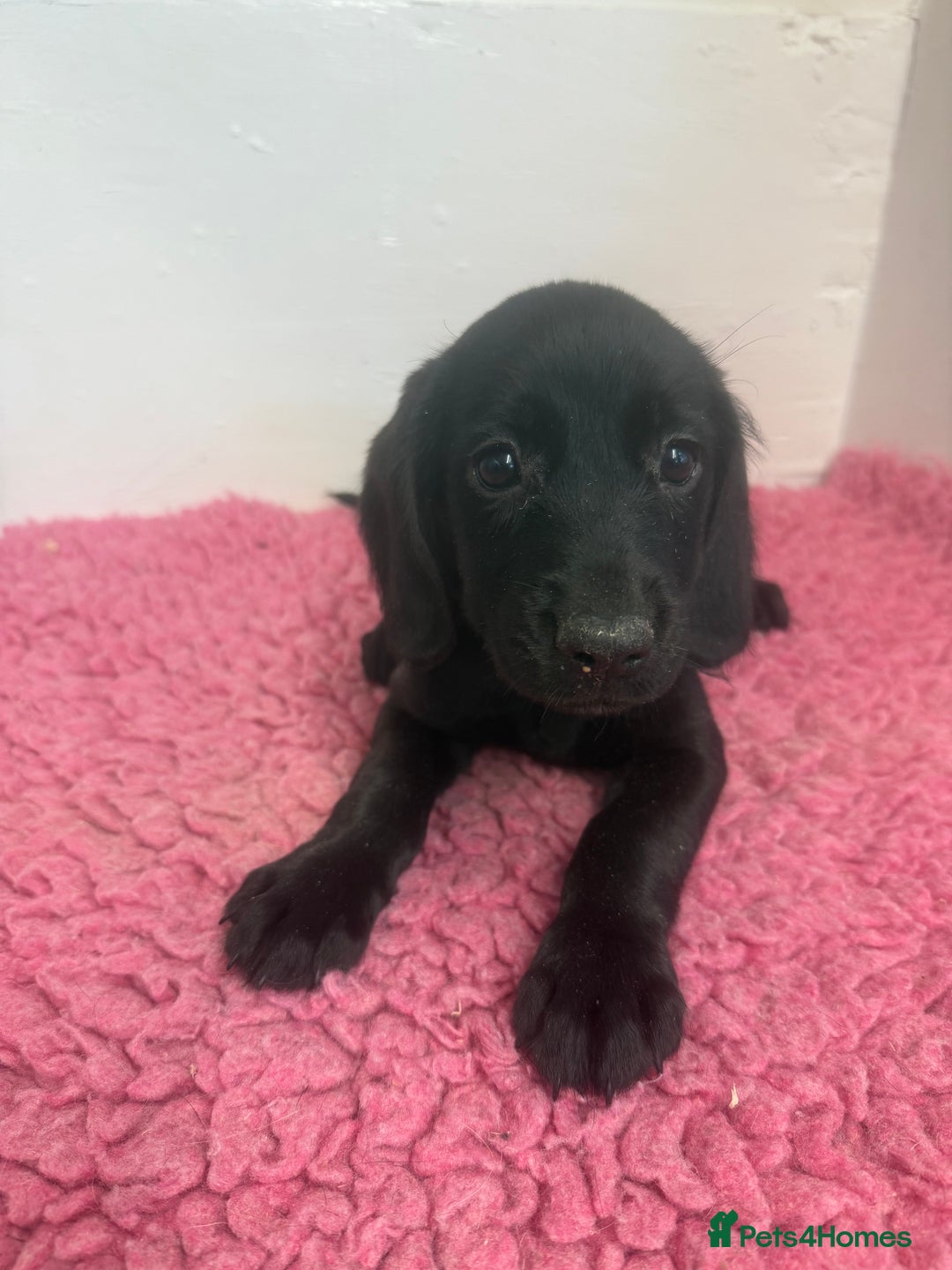 Cockerdor dogs for sale: Gorgeous Cockador Girls - Image 18