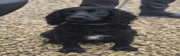 Cocker Spaniel dogs for sale: Beautiful mixed litter of Cocker pups in Ferryhill - Advert 3