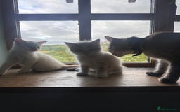 Mixed Breed cats for sale: Male Kitten for sale!  - Image 7