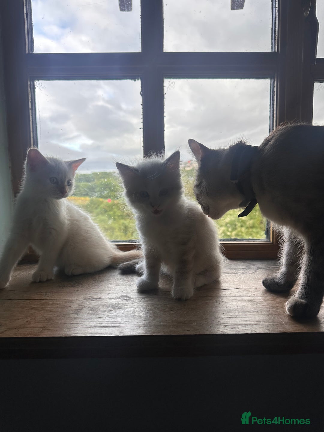 Mixed Breed cats for sale: Male Kitten for sale!  - Image 7