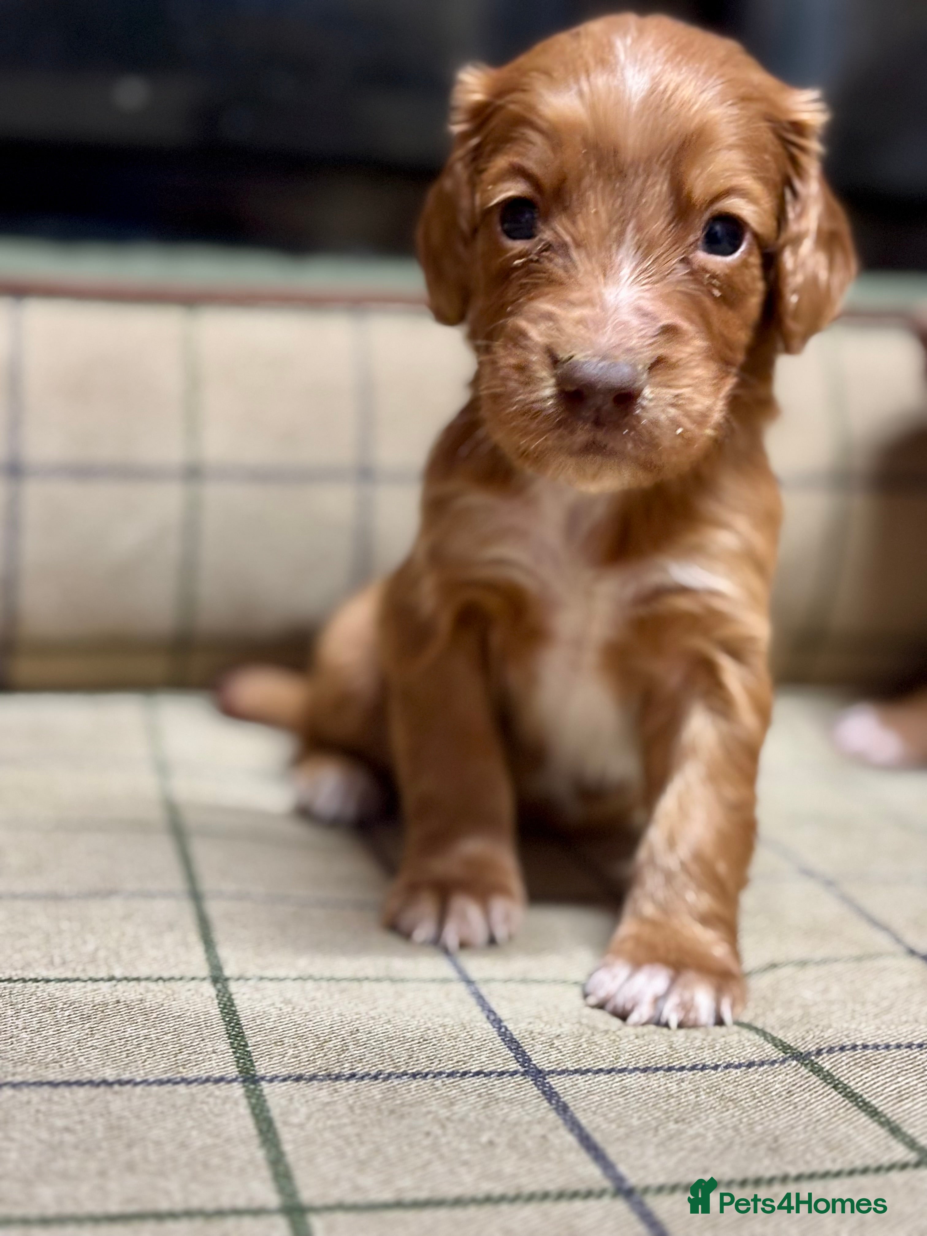 Cocker Spaniel dogs Gorgeous Cocker Spaniel Puppies  - Advert 1