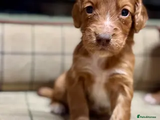 Cocker Spaniel dogs Gorgeous Cocker Spaniel Puppies - Advert 1