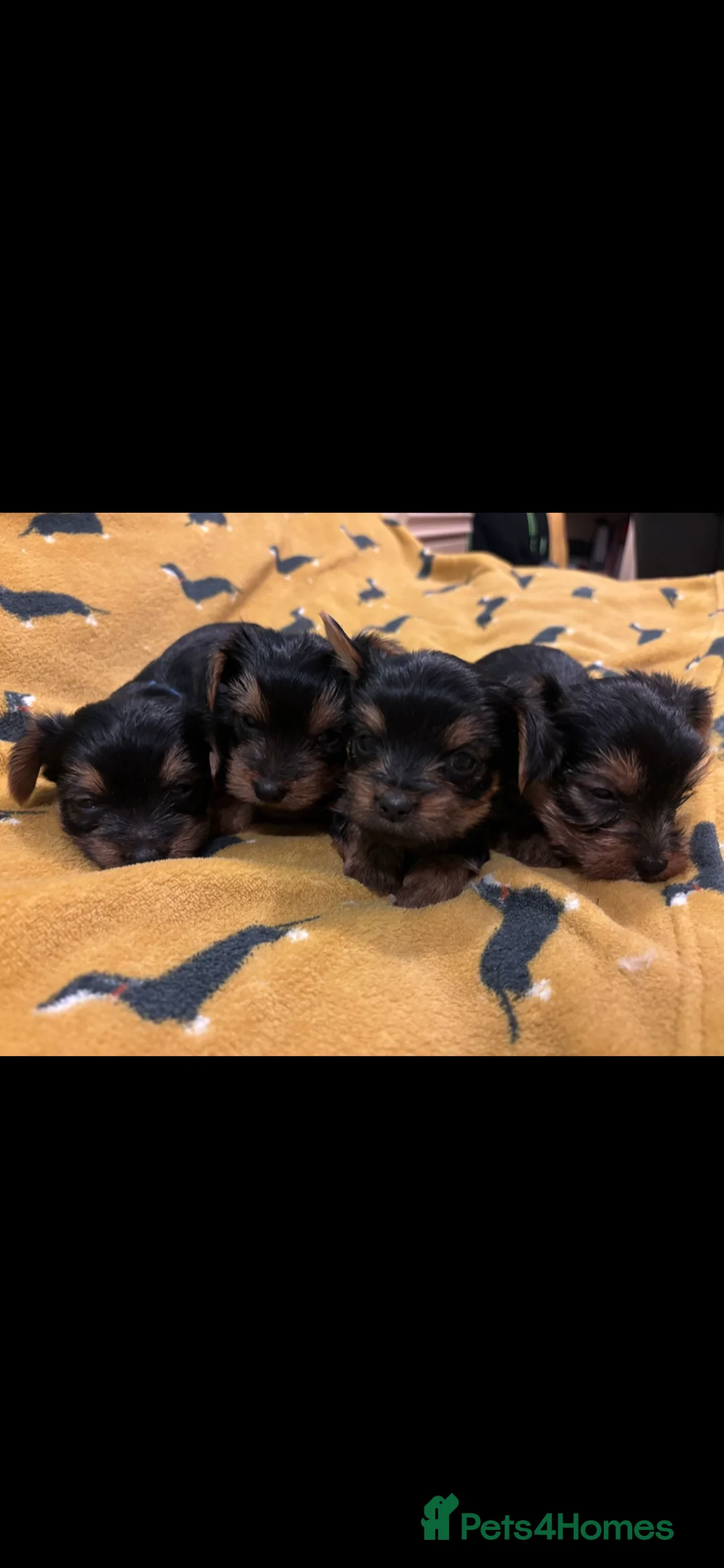 Yorkshire Terrier dogs for sale: 4 Stunning Miniature Yorkshire terriers for sale  - Advert 5