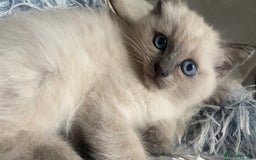 Ragdoll cats for sale: Half rag doll for sell  - Image 2