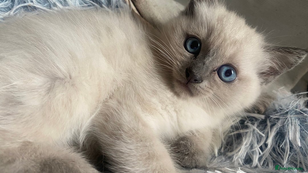 Ragdoll cats for sale: Half rag doll for sell  - Image 2