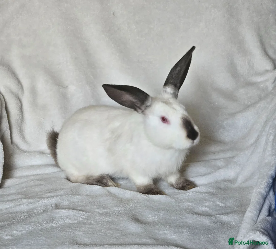 Californian rabbits for sale: Californian male  - Advert 2