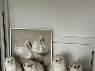 Scottish Fold cats *LUXURY SCOTTISH FOLD & 1 STRAIGHT KITTENS* - Advert 1