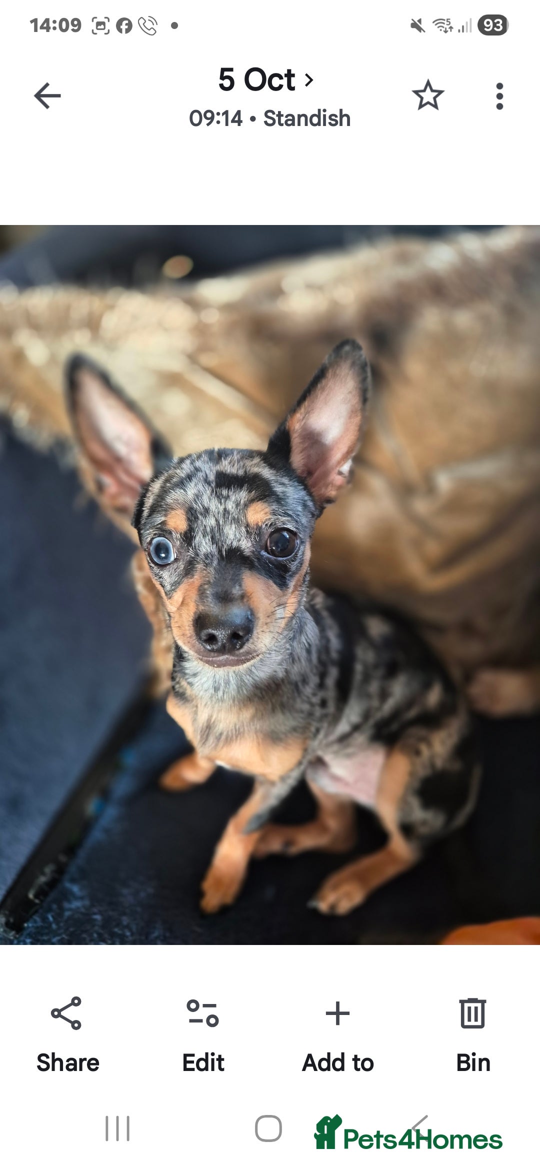 Chihuahua dogs for sale: Merle chihuahua boy - Advert 2