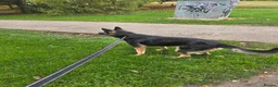 German Shepherd dogs for sale: Banshee the German Shepherd - Advert 4